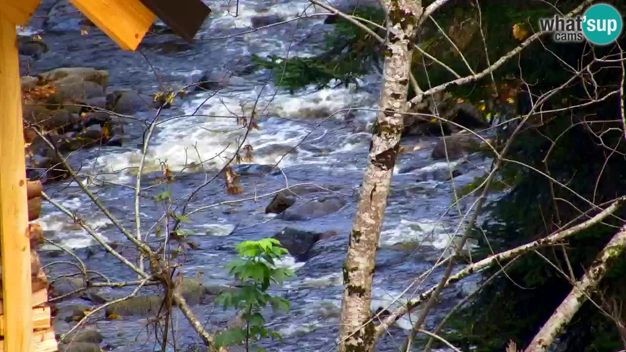Webcam Lukanja – Water Village | Pohorje Houses
