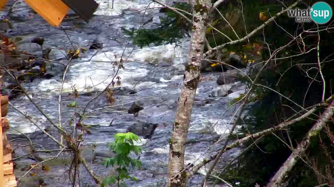 Webcam Lukanja – Pohorje houses a Water village