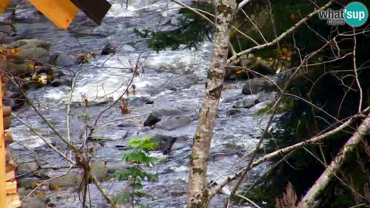 Webcam Lukanja – Water Village | Pohorje Houses