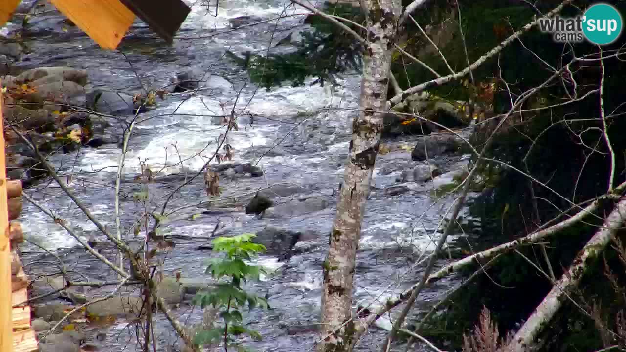 Webcam Lukanja – Water Village | Pohorje Houses