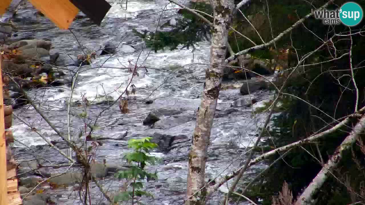 Webcam Lukanja – Pohorje houses a Water village