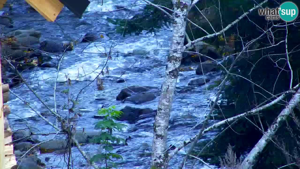 Webcam Lukanja – Pohorje houses a Water village