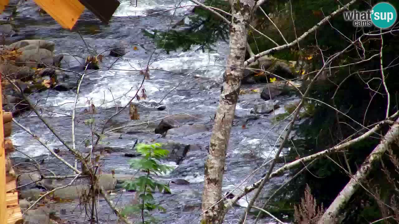 Webcam Lukanja – Water Village | Pohorje Houses