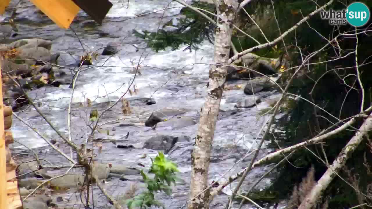Spletna kamera Lukanja – Water Village | Pohorje Houses