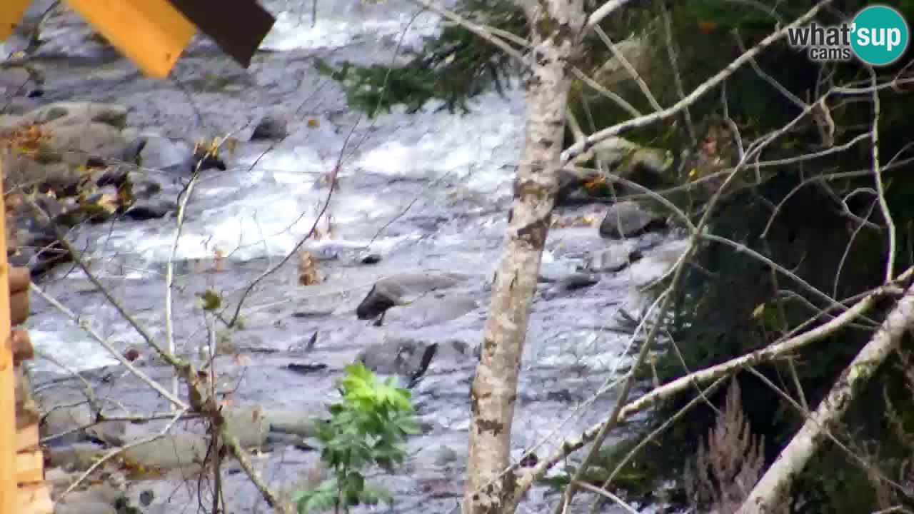 Webcam Lukanja – Pohorje houses a Water village