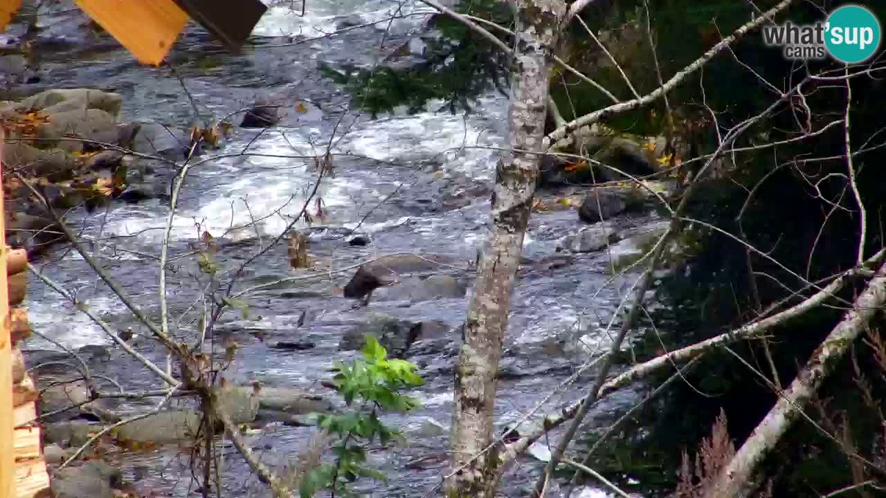 Webcam Lukanja – Pohorje houses a Water village