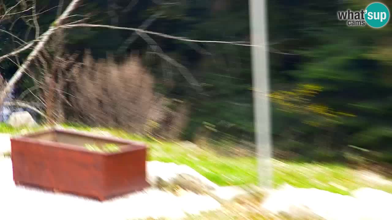 Spletna kamera Lukanja – Water Village | Pohorje Houses