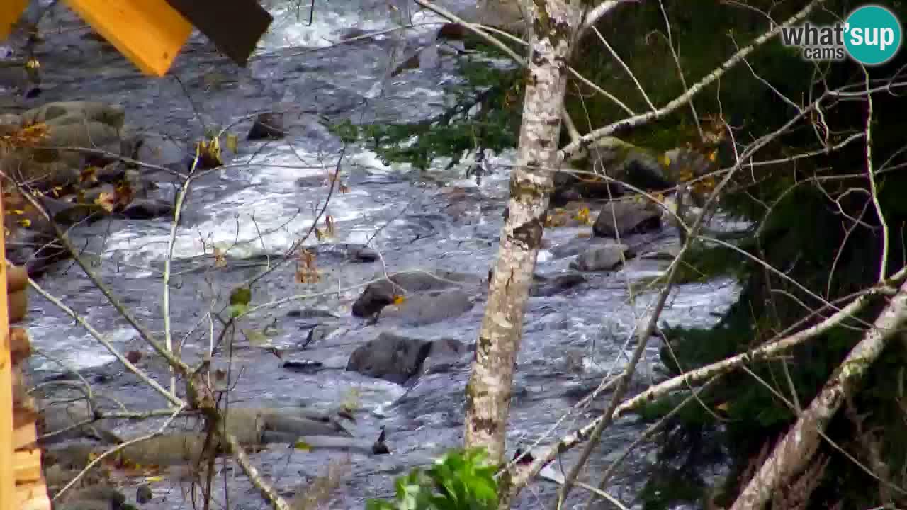 Webcam Lukanja – Water Village | Pohorje Houses