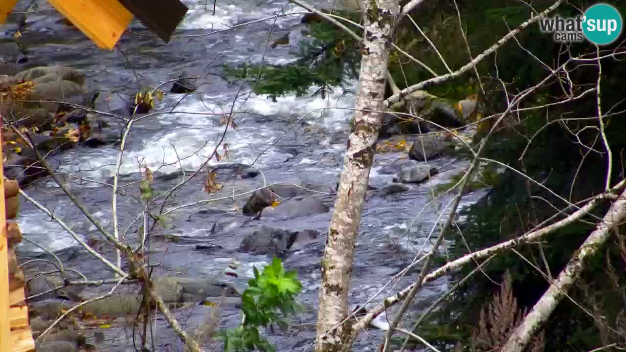 Webcam Lukanja – Pohorje houses a Water village