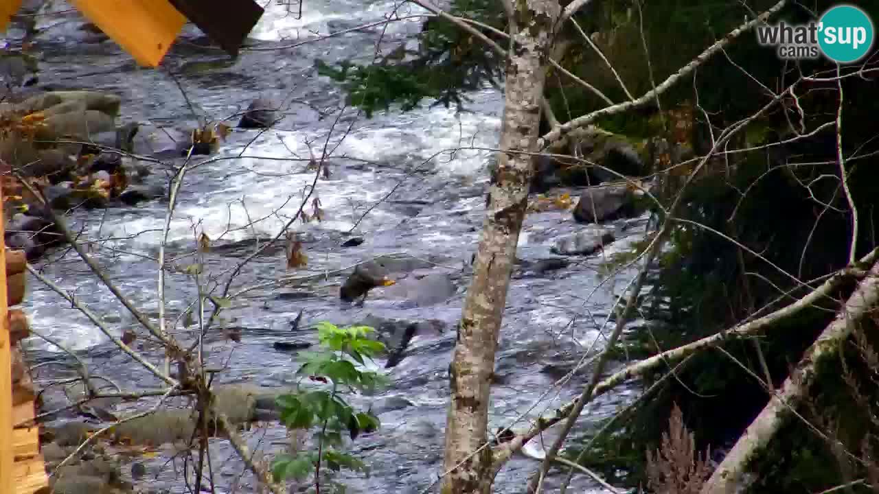 Webcam Lukanja – Water Village | Pohorje Houses