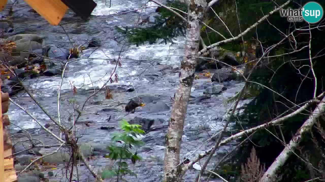 Webcam Lukanja – Water Village | Pohorje Houses