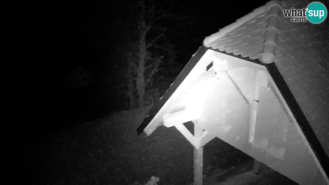 Webcam Lukanja – Water Village | Pohorje Houses