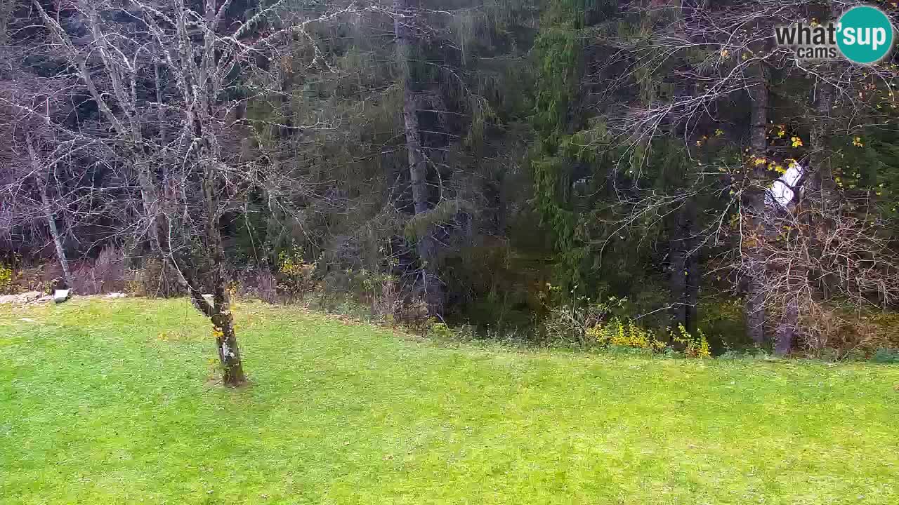 Webcam Lukanja – Water Village | Pohorje Houses