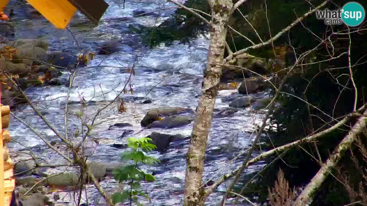 Web kamera Lukanja – Water Village | Pohorje Houses