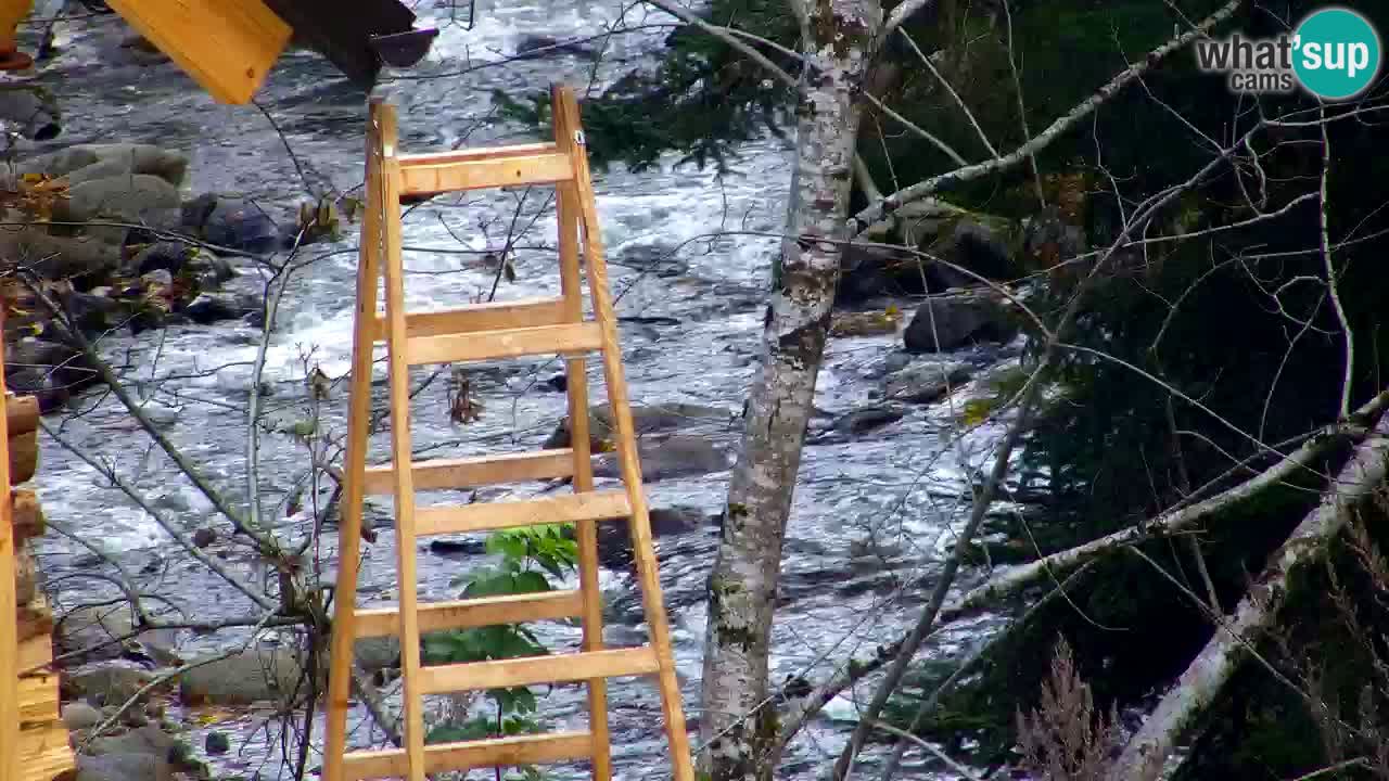 Web kamera Lukanja – Water Village | Pohorje Houses