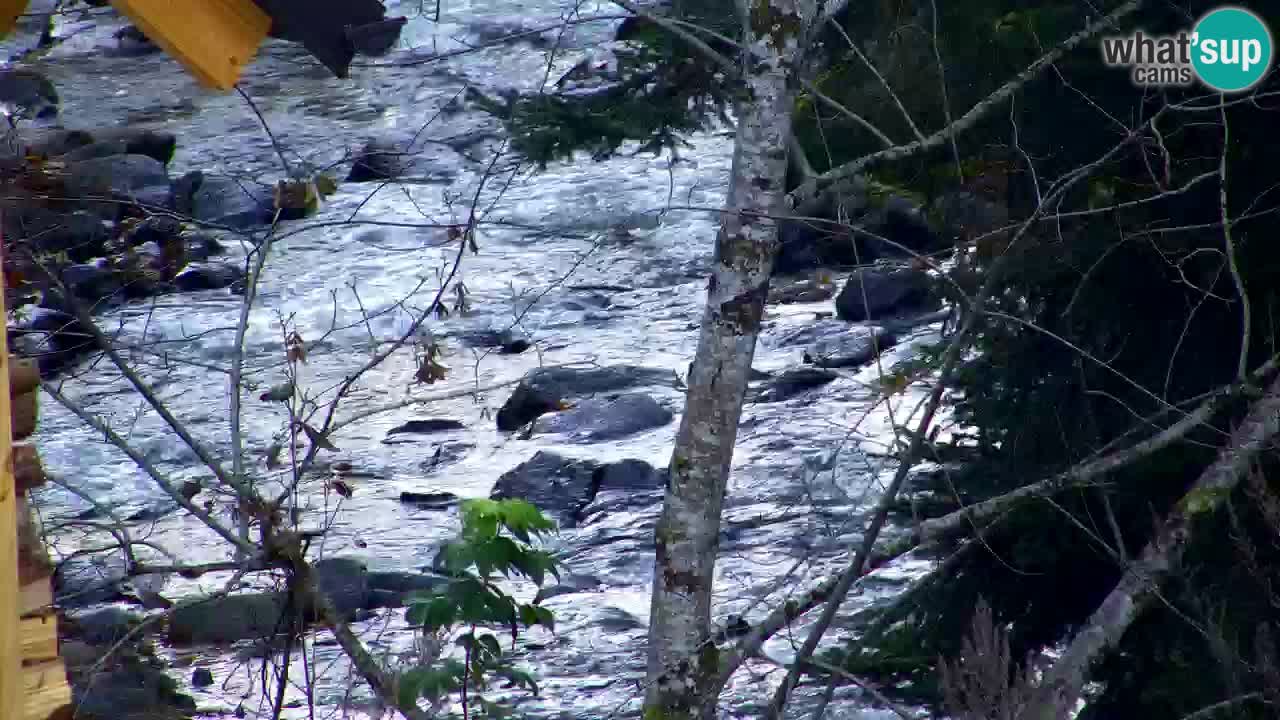 Webcam Lukanja – Water Village | Pohorje Houses