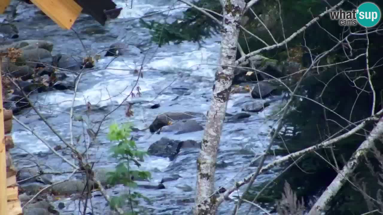 Webcam Lukanja – Pohorje houses a Water village