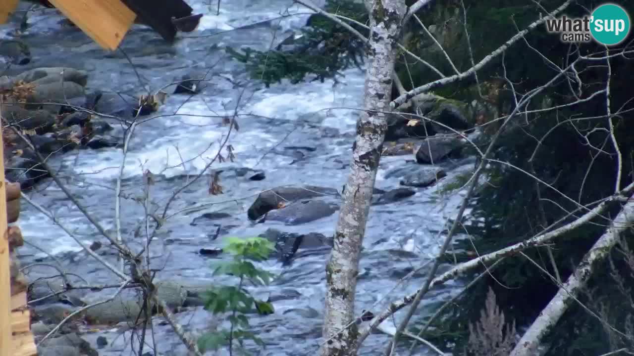 Webcam Lukanja – Water Village | Pohorje Houses