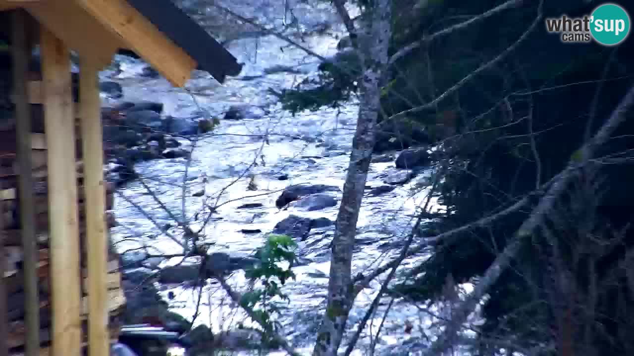 Spletna kamera Lukanja – Water Village | Pohorje Houses