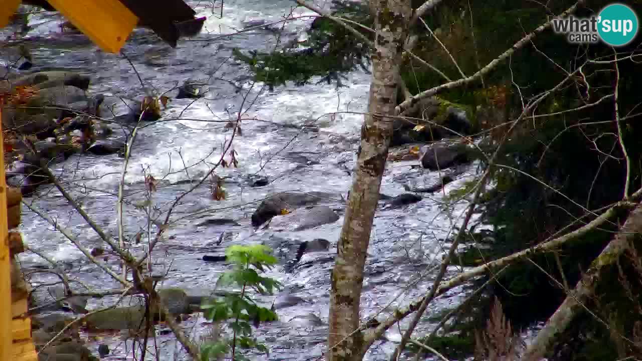 Webcam Lukanja – Water Village | Pohorje Houses