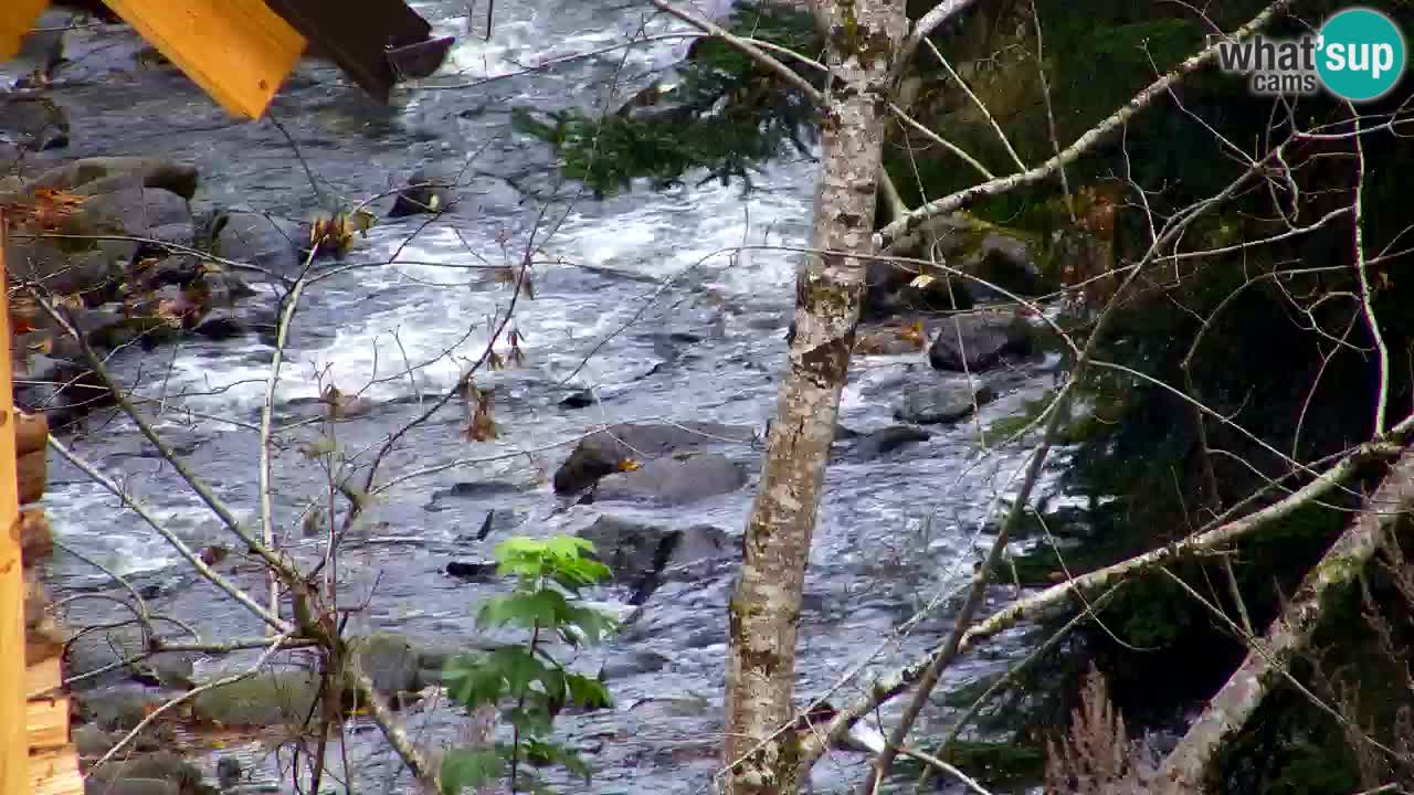 Webcam Lukanja – Pohorje houses a Water village