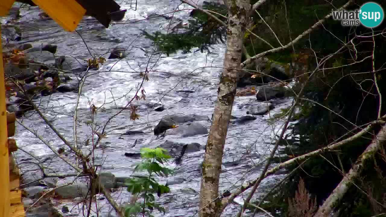 Webcam Lukanja – Water Village | Pohorje Houses