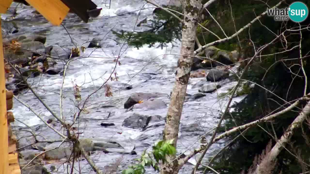 Webcam Lukanja – Pohorje houses a Water village