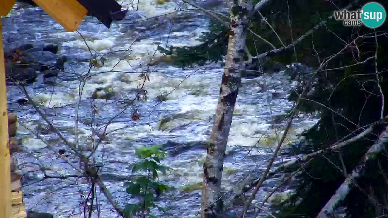 Webcam Lukanja – Pohorje houses a Water village