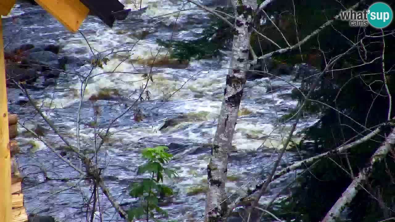 Webcam Lukanja – Water Village | Pohorje Houses