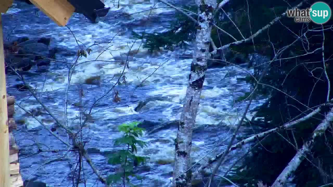 Webcam Lukanja – Water Village | Pohorje Houses