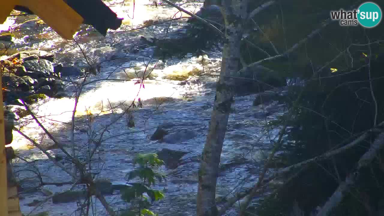 Web kamera Lukanja – Water Village | Pohorje Houses