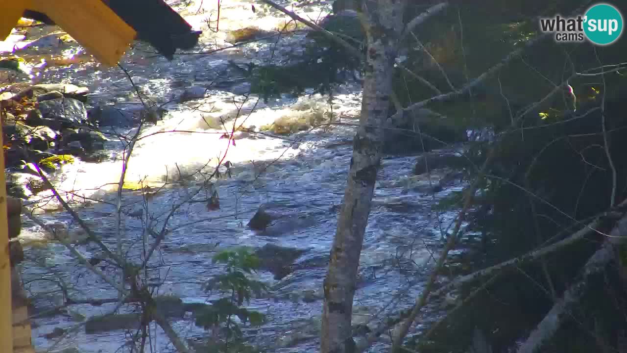 Webcam Lukanja – Pohorje houses a Water village