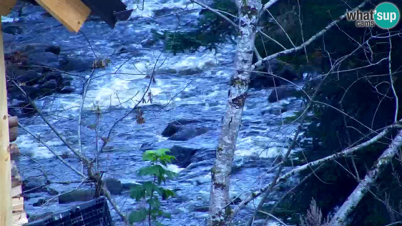 Webcam Lukanja – Water Village | Pohorje Houses