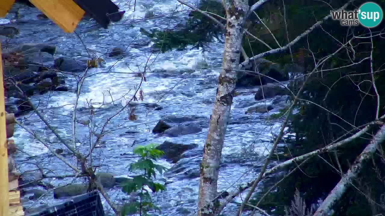 Webcam Lukanja – Pohorje houses a Water village