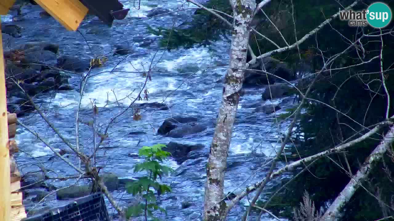 Webcam Lukanja – Water Village | Pohorje Houses