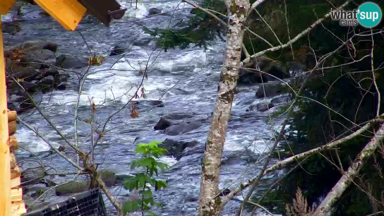 Webcam Lukanja – Water Village | Pohorje Houses