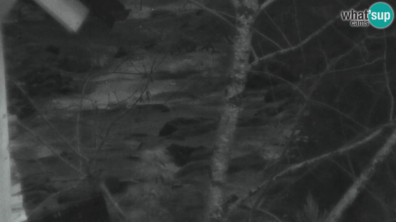 Webcam Lukanja – Pohorje houses a Water village