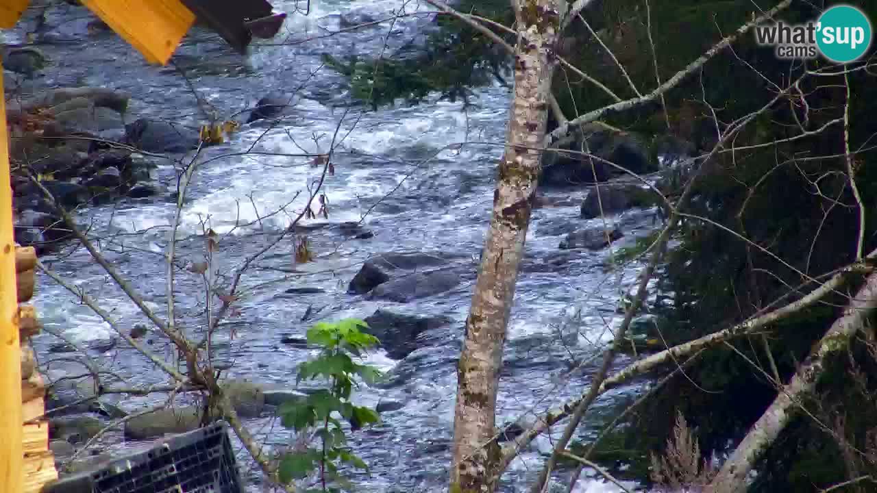Webcam Lukanja – Pohorje houses a Water village