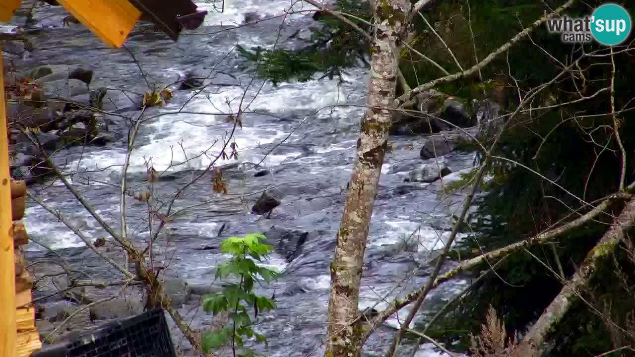 Webcam Lukanja – Pohorje houses a Water village