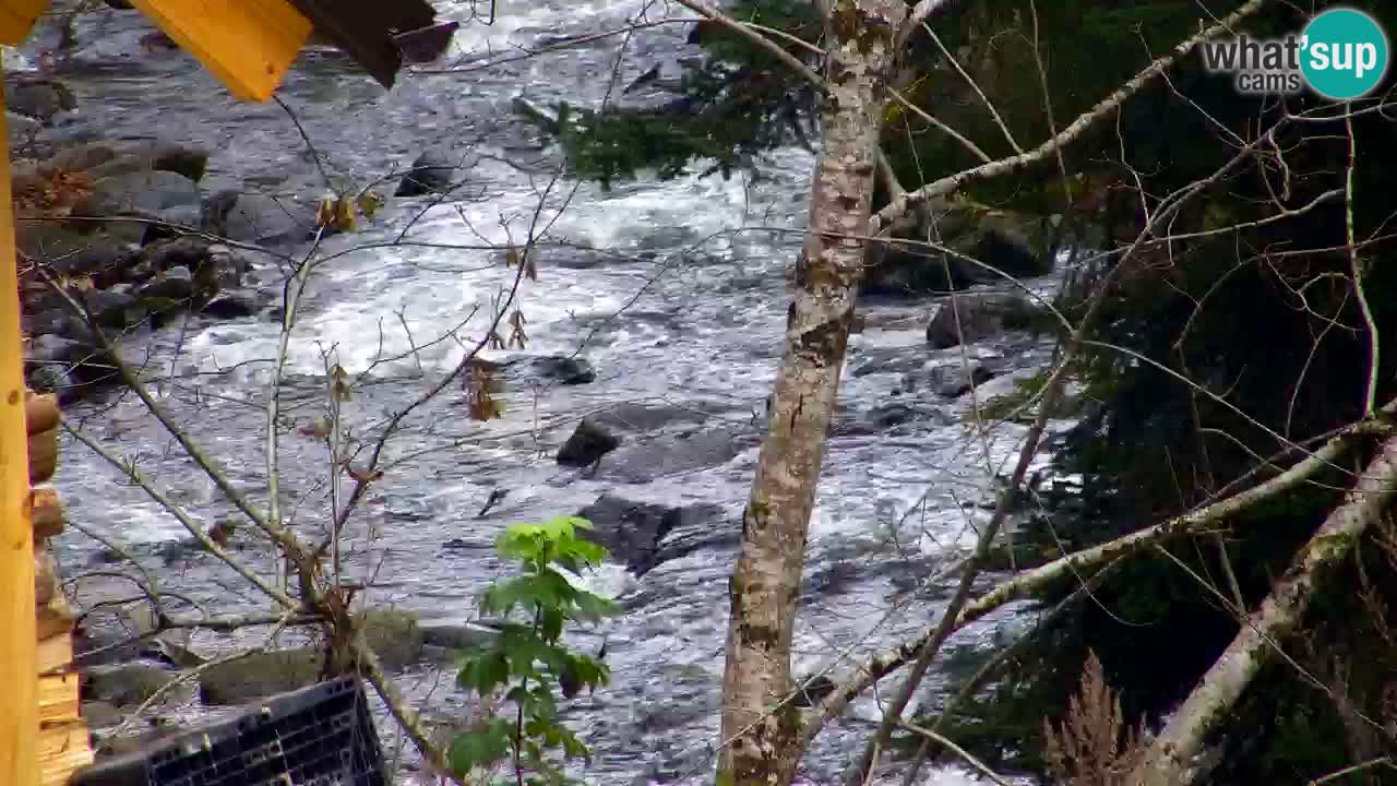 Spletna kamera Lukanja – Water Village | Pohorje Houses