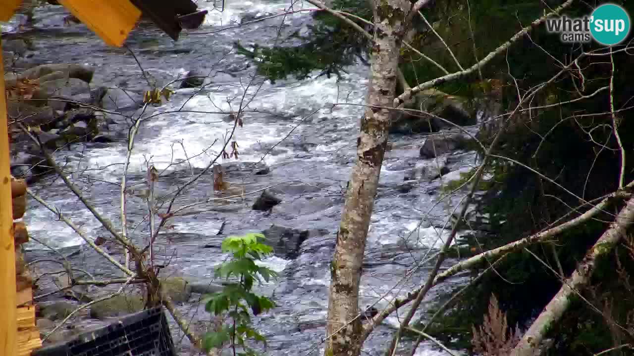 Webcam Lukanja – Pohorje houses a Water village