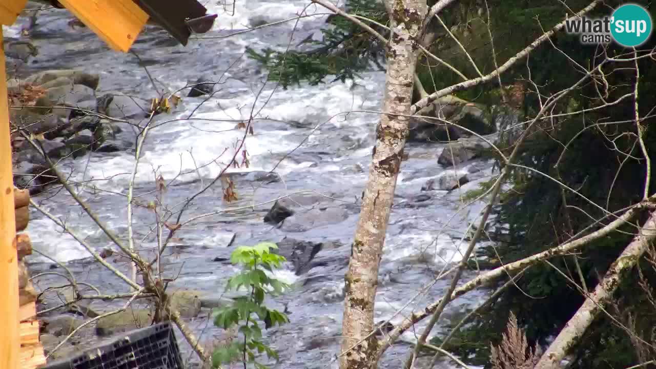Webcam Lukanja – Pohorje houses a Water village