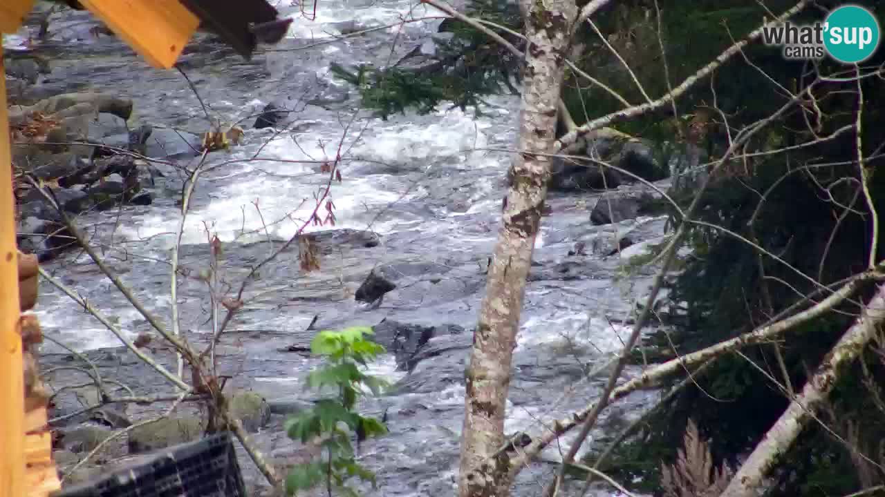 Webcam Lukanja – Pohorje houses a Water village