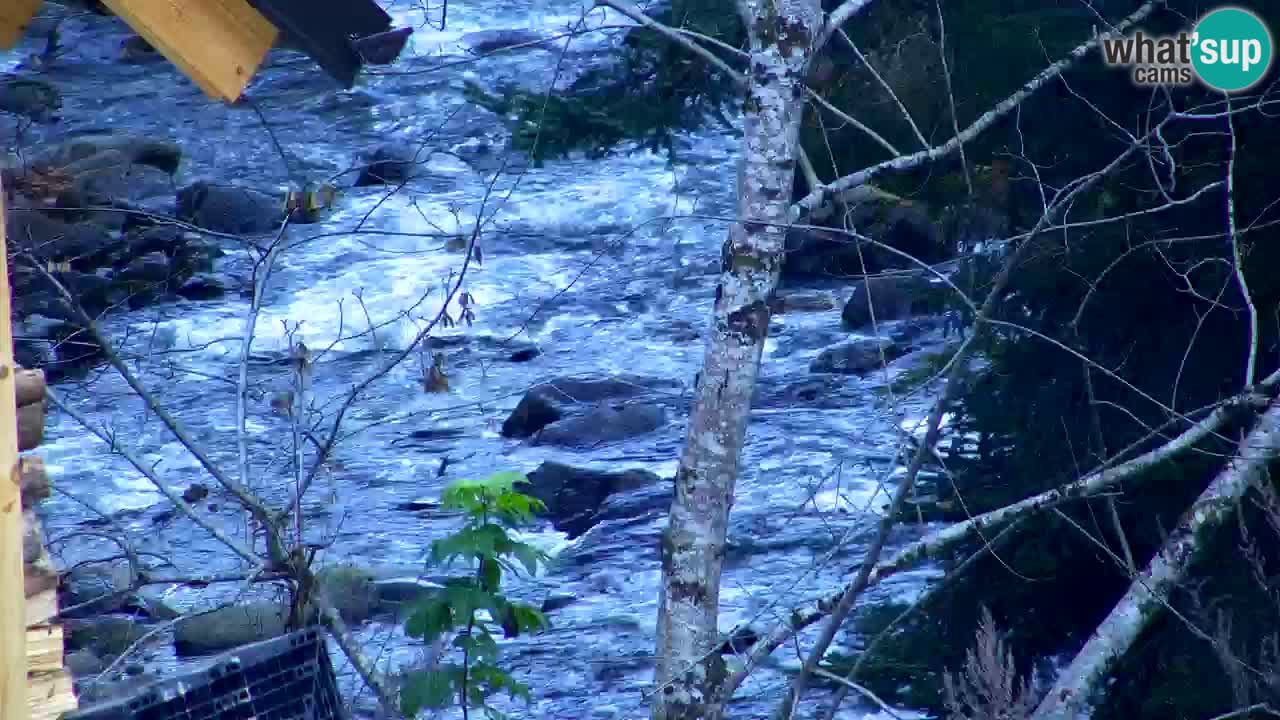Webcam Lukanja – Pohorje houses a Water village