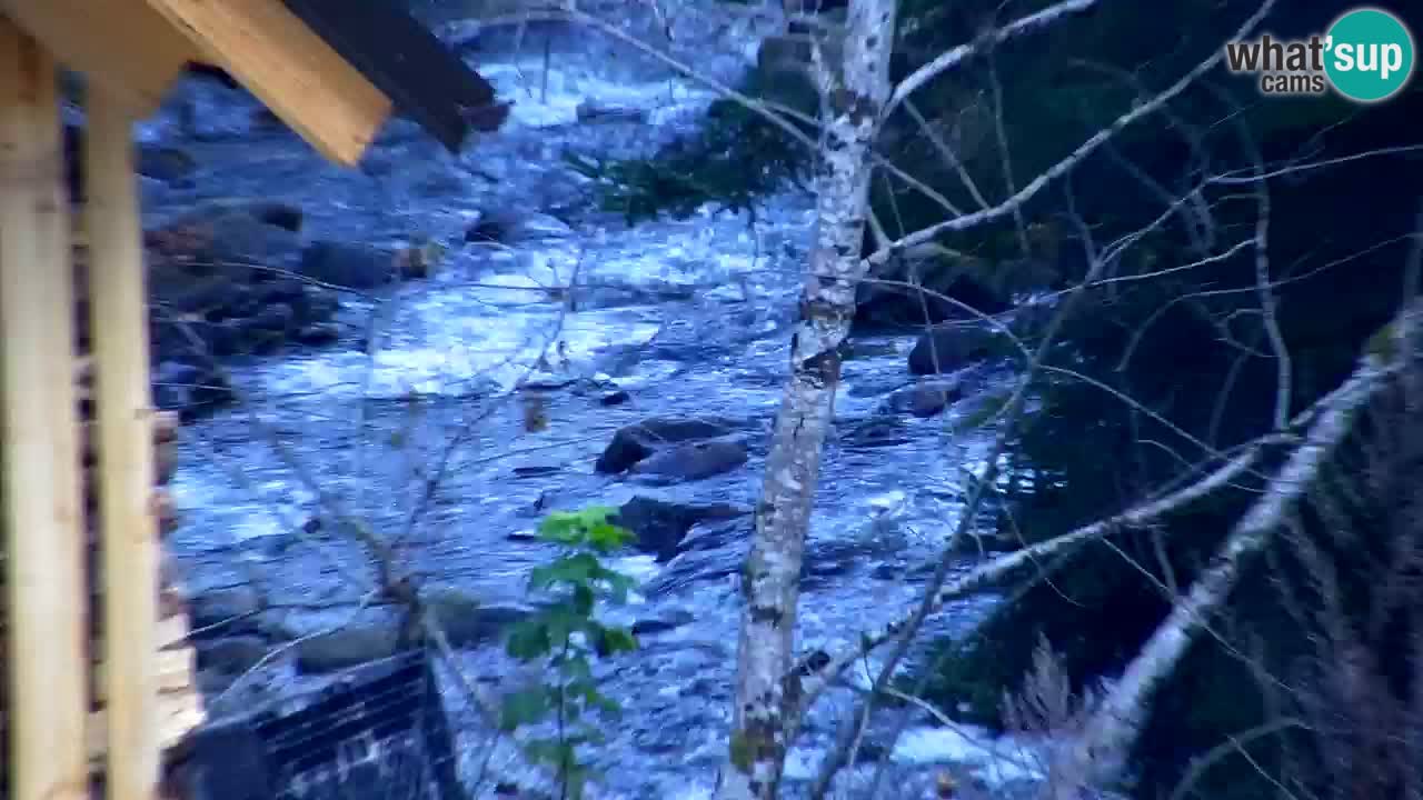 Webcam Lukanja – Pohorje houses a Water village
