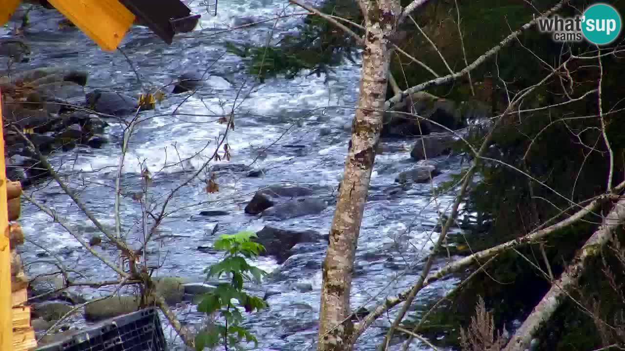 Webcam Lukanja – Water Village | Pohorje Houses