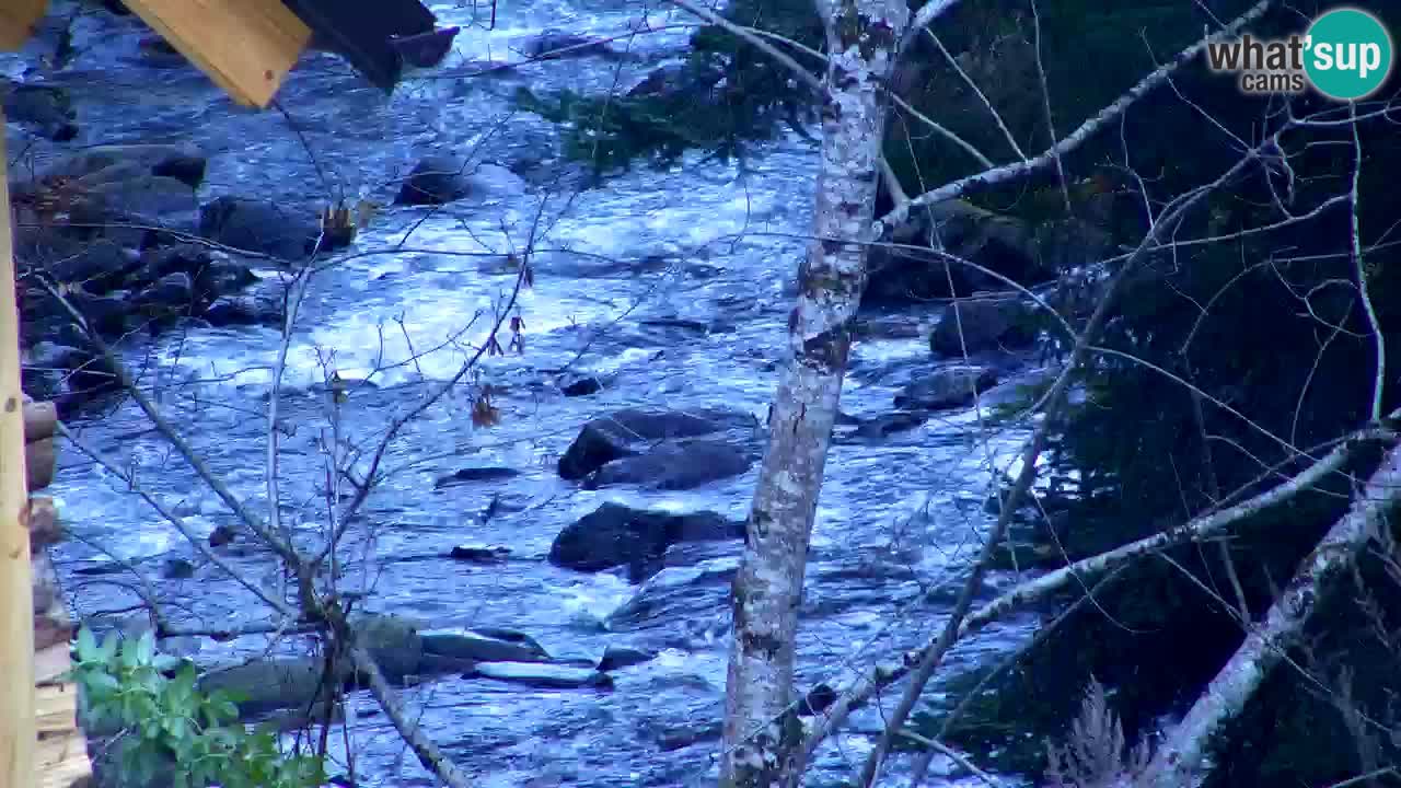 Webcam Lukanja – Pohorje houses a Water village