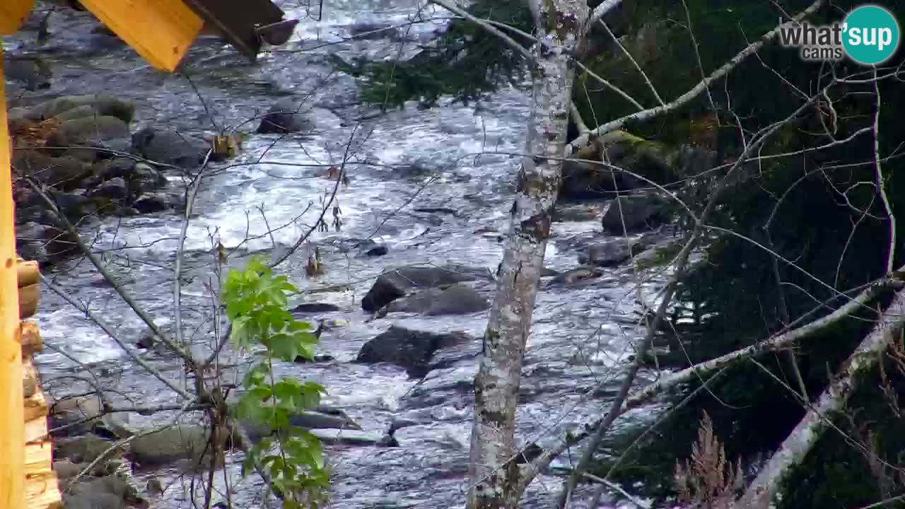 Web kamera Lukanja – Water Village | Pohorje Houses