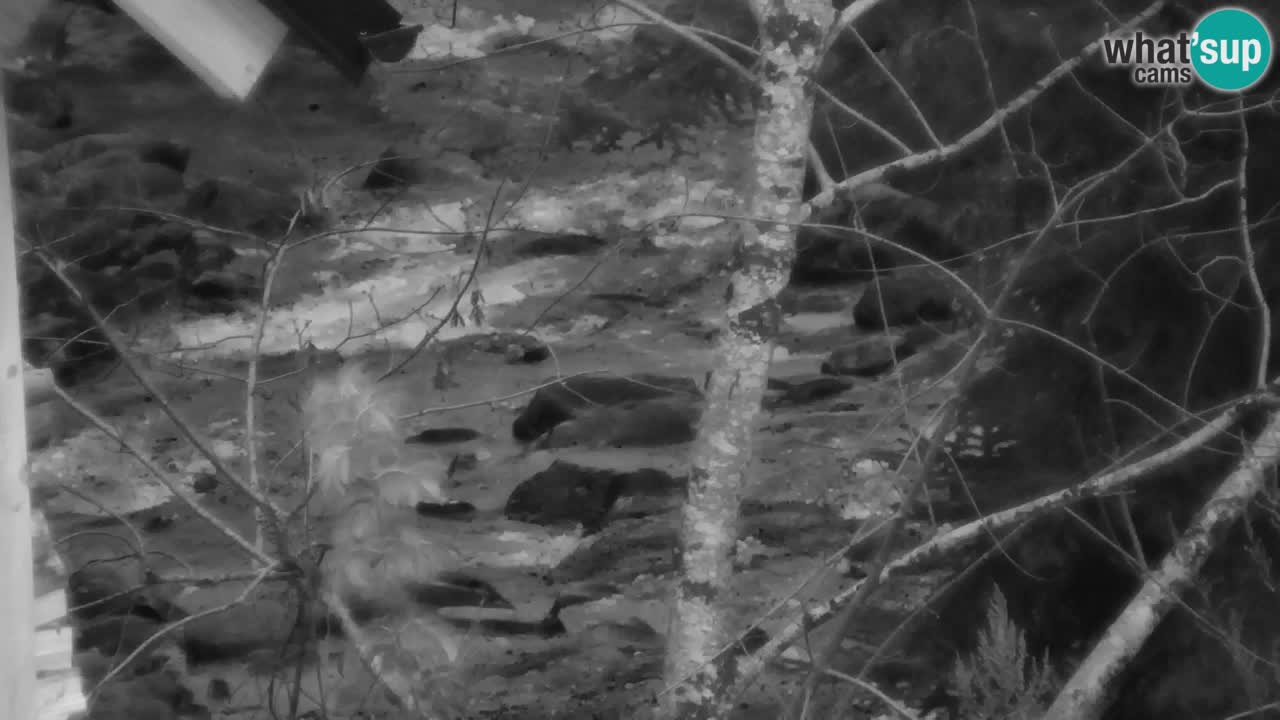 Webcam Lukanja – Pohorje houses a Water village