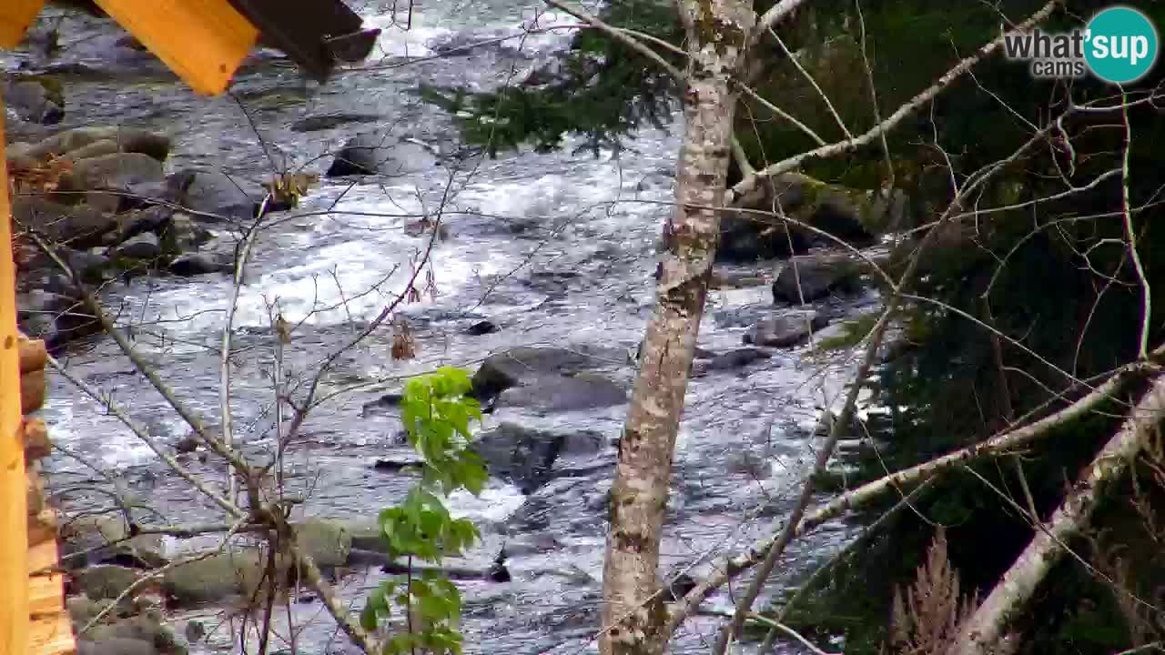 Spletna kamera Lukanja – Water Village | Pohorje Houses